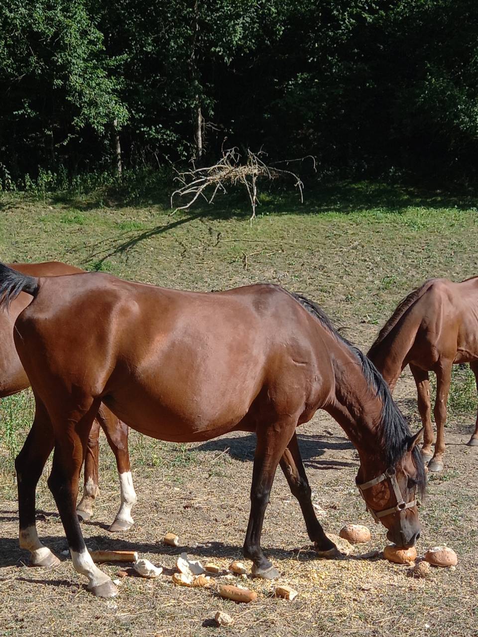 Mare Arabian For sale 2020 Bay