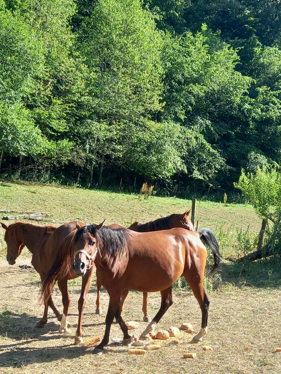 Mare Arabian For sale 2020 Bay