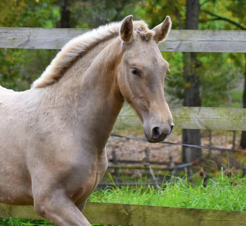 Filly PRE Pure Spanish Bred For sale 2025 Other color