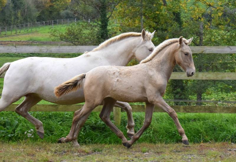 Filly PRE Pure Spanish Bred For sale 2025 Other color