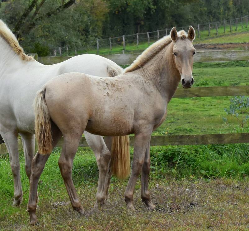 Filly PRE Pure Spanish Bred For sale 2025 Other color