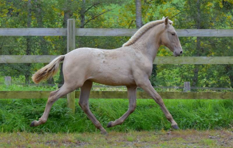 Filly PRE Pure Spanish Bred For sale 2025 Other color