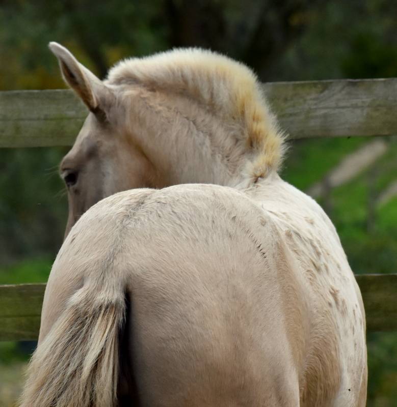 Filly PRE Pure Spanish Bred For sale 2025 Other color