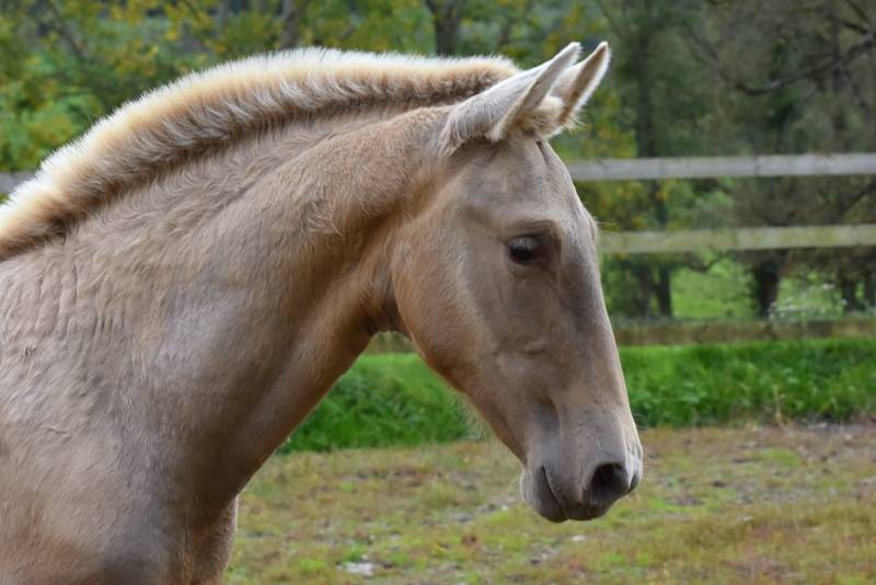 Filly PRE Pure Spanish Bred For sale 2025 Other color