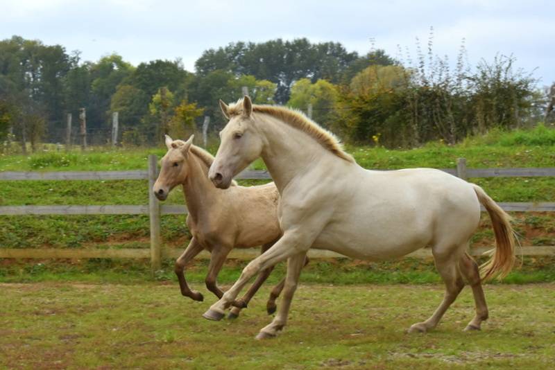 Filly PRE Pure Spanish Bred For sale 2025 Other color