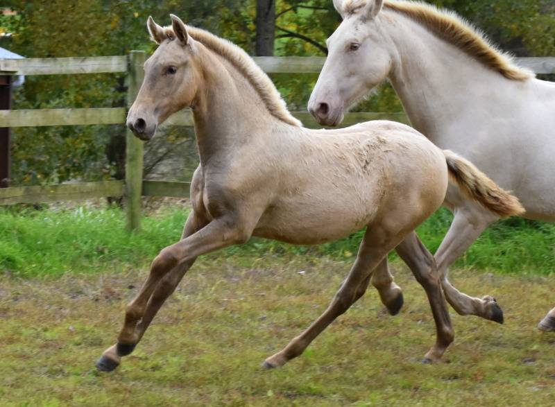 Filly PRE Pure Spanish Bred For sale 2025 Other color