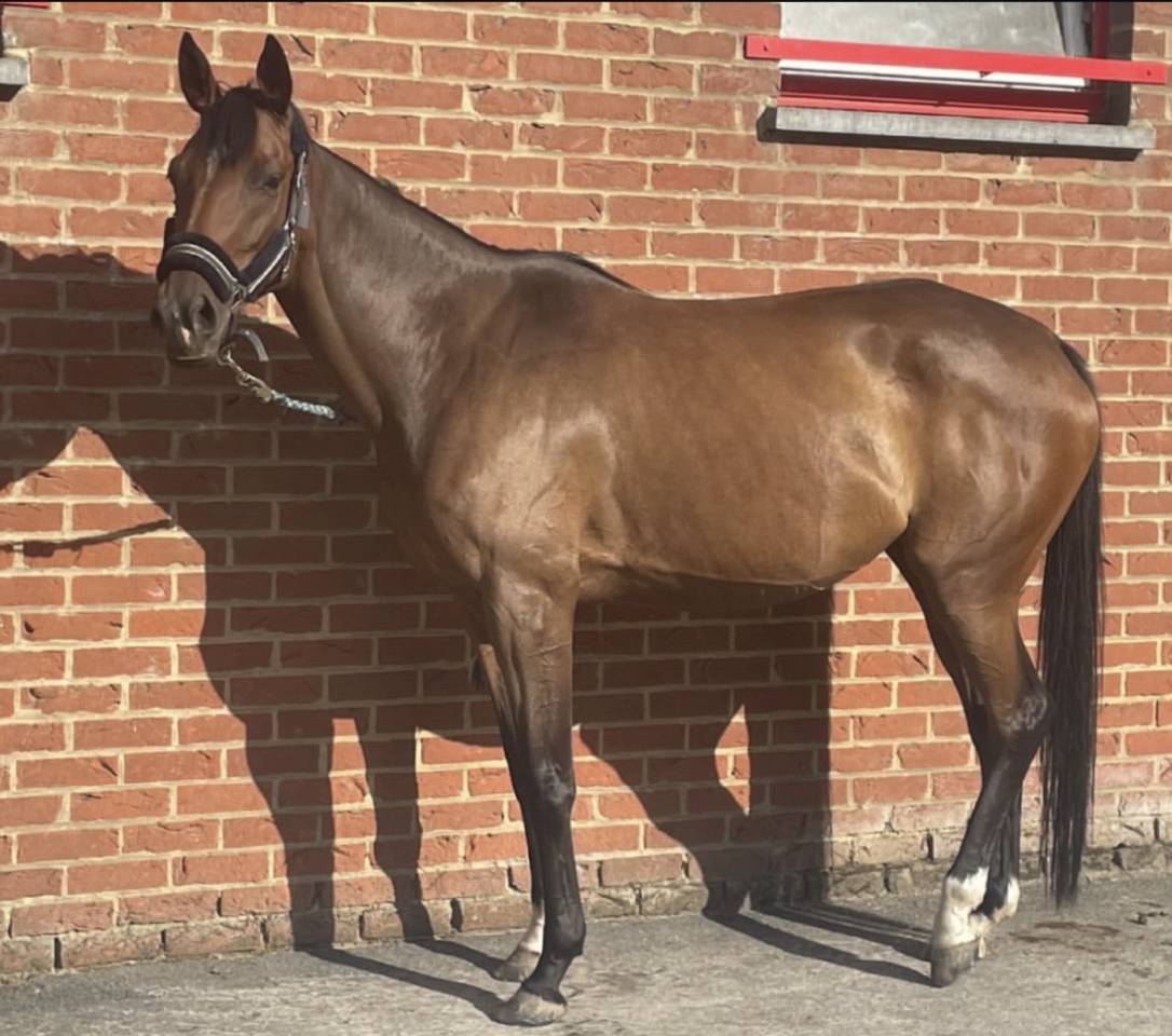 Mare English Thoroughbred For sale 2019 Bay