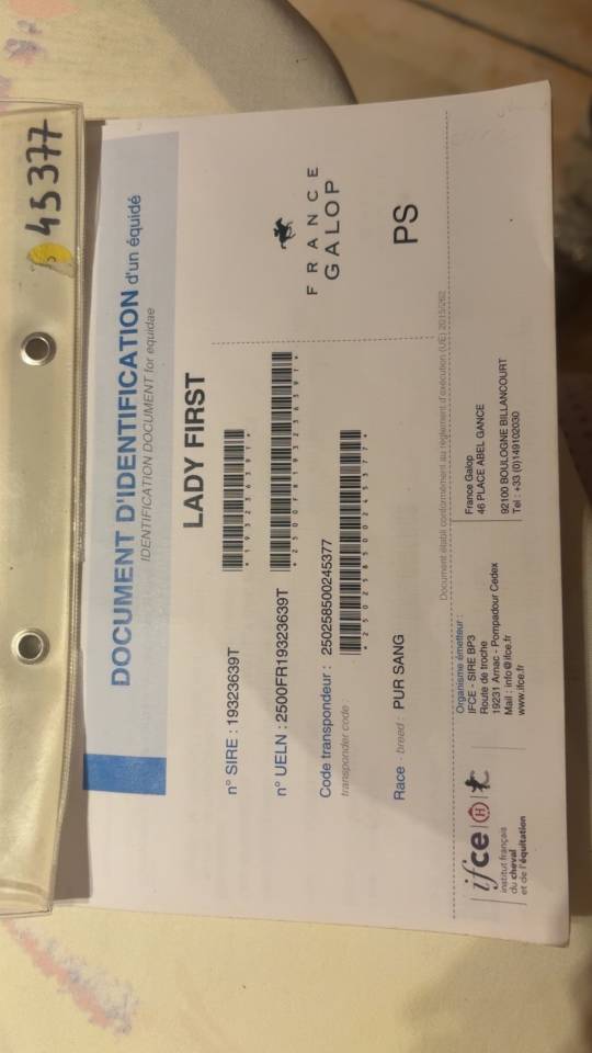 Mare English Thoroughbred For sale 2019 Bay