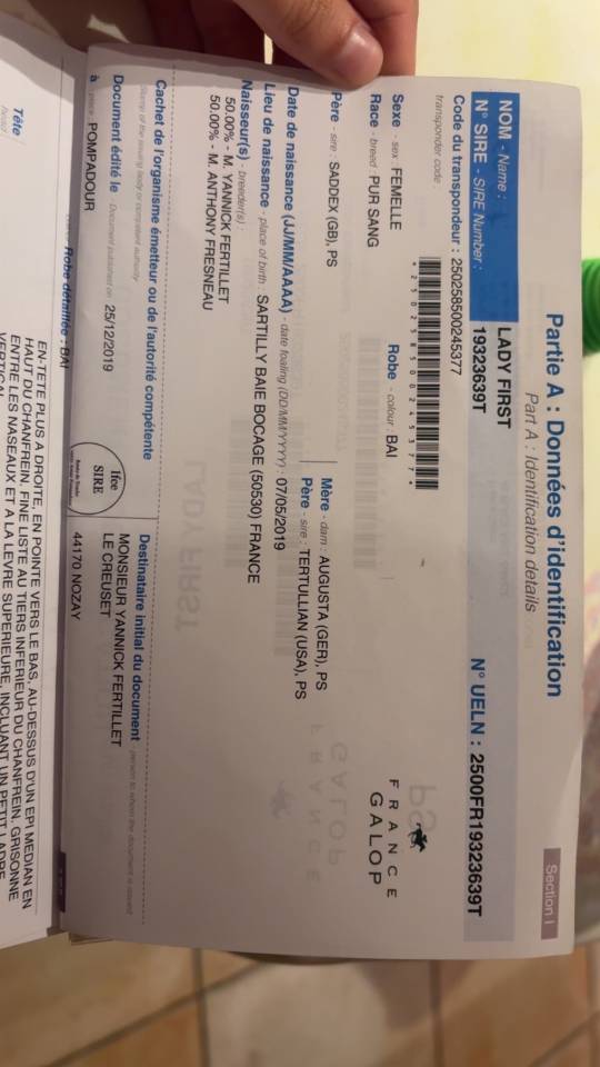 Mare English Thoroughbred For sale 2019 Bay