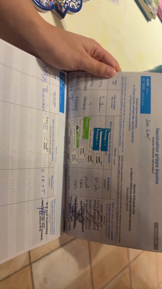 Mare English Thoroughbred For sale 2019 Bay