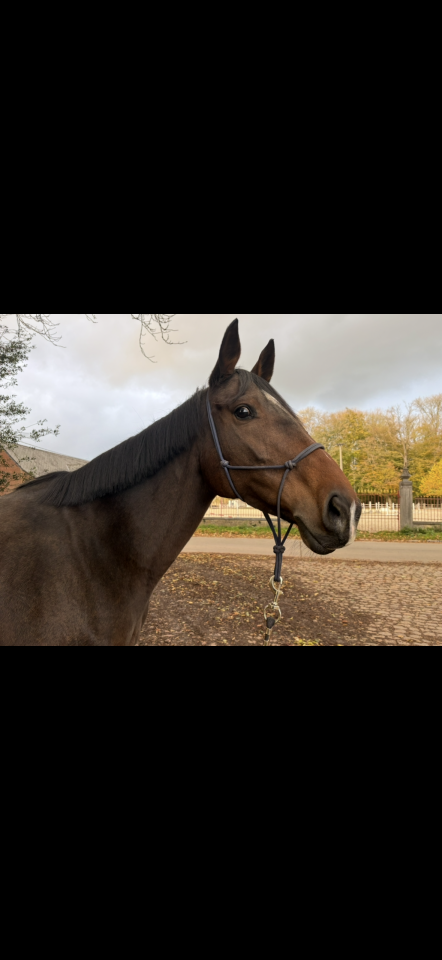 Mare English Thoroughbred For sale 2019 Bay
