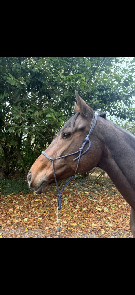 Mare English Thoroughbred For sale 2019 Bay