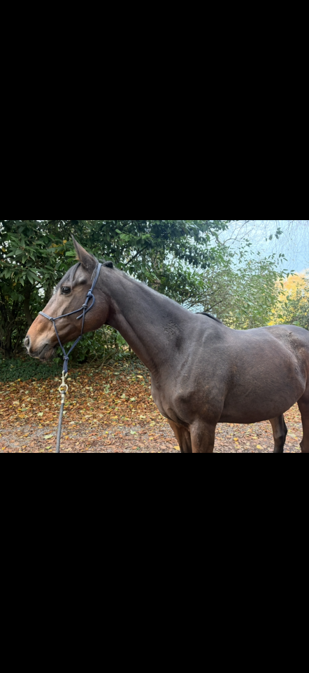 Mare English Thoroughbred For sale 2019 Bay