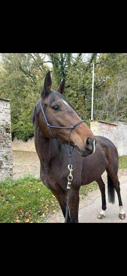 Mare English Thoroughbred For sale 2019 Bay