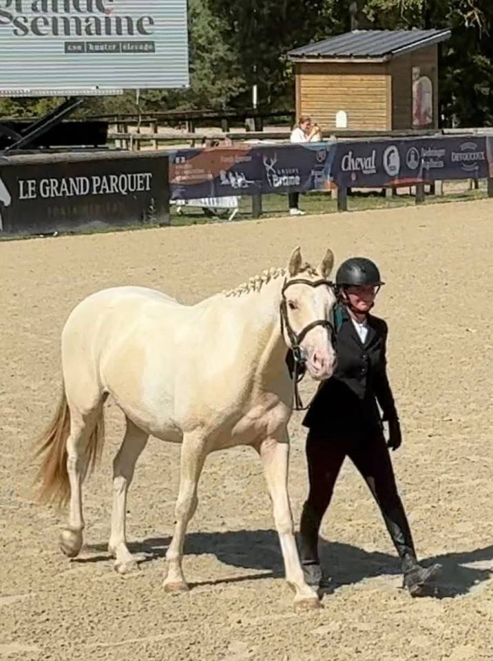 Gelding Other Pony Breed For sale 2021 Coloured