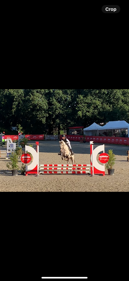 Gelding Other Pony Breed For sale 2021 Coloured