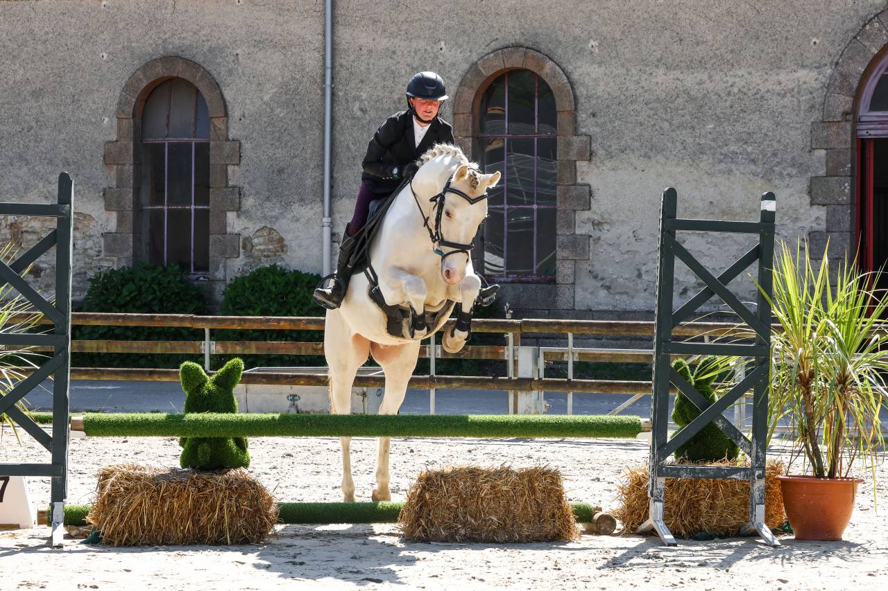 Gelding Other Pony Breed For sale 2021 Coloured