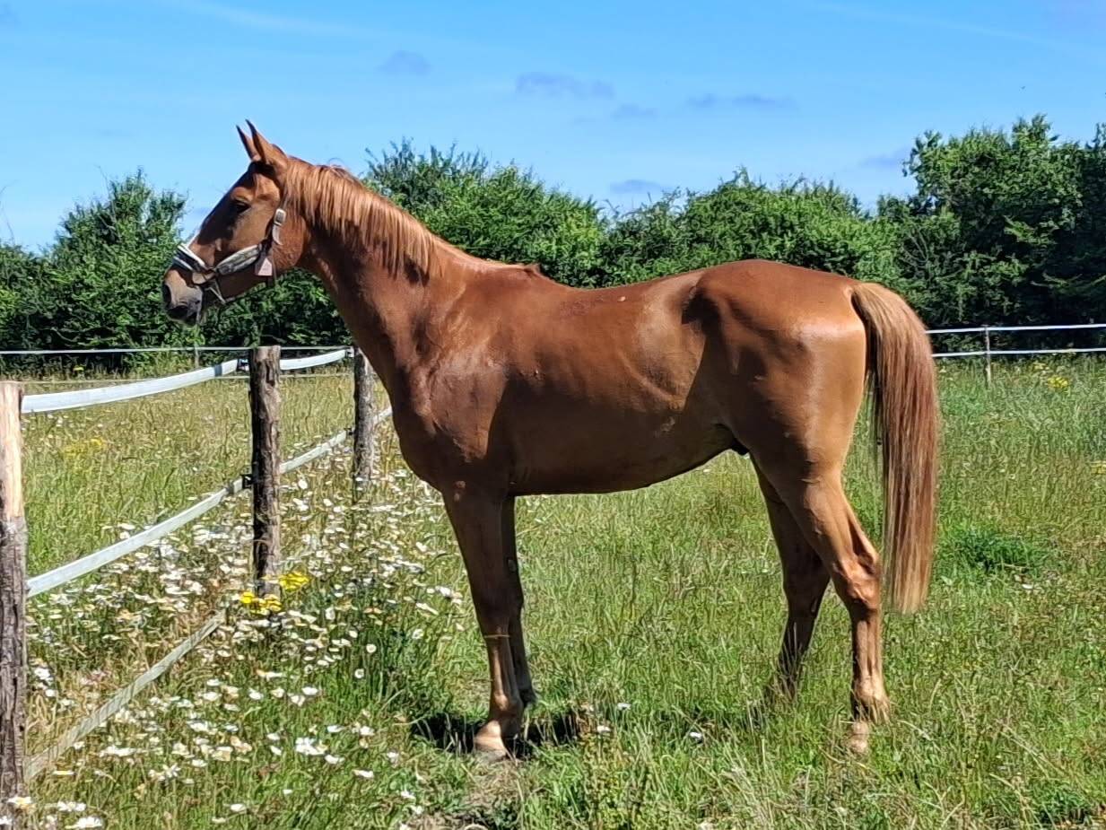 Gelding Zangersheide For sale 2022 Liver chestnut