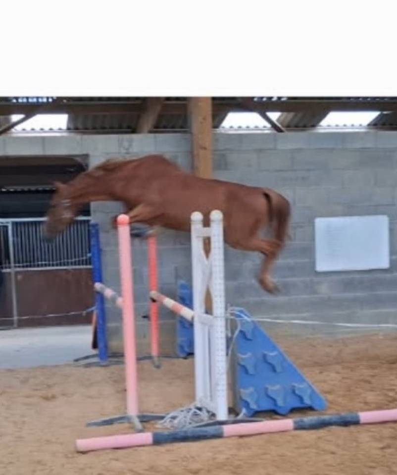 Gelding Zangersheide For sale 2022 Liver chestnut