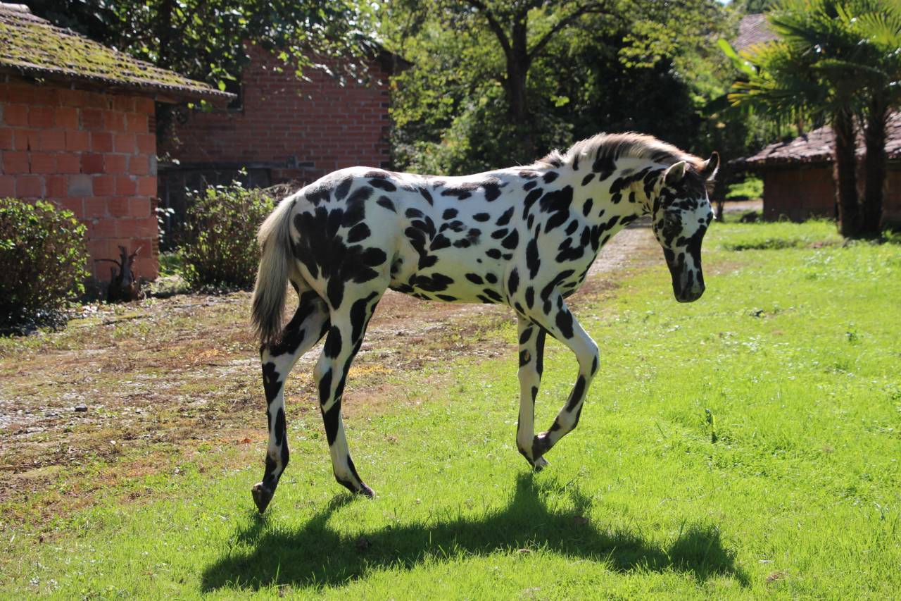 Colt Origin Recorded For sale 2025 Appaloosa