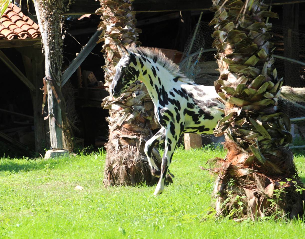 Colt Origin Recorded For sale 2025 Appaloosa