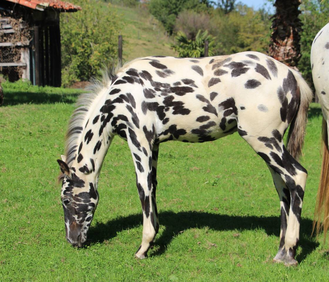 Colt Origin Recorded For sale 2025 Appaloosa