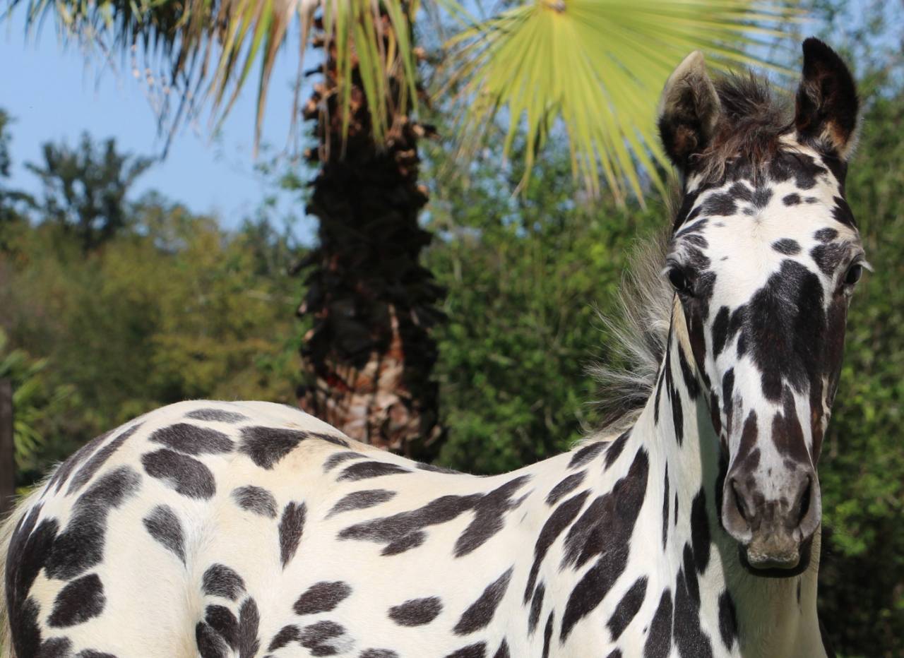 Colt Origin Recorded For sale 2025 Appaloosa