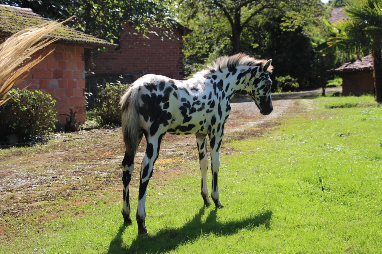 Colt Origin Recorded For sale 2025 Appaloosa