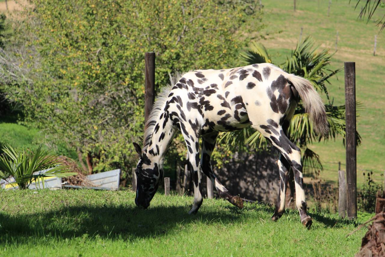 Colt Origin Recorded For sale 2025 Appaloosa