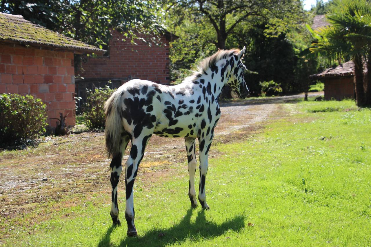 Colt Origin Recorded For sale 2025 Appaloosa