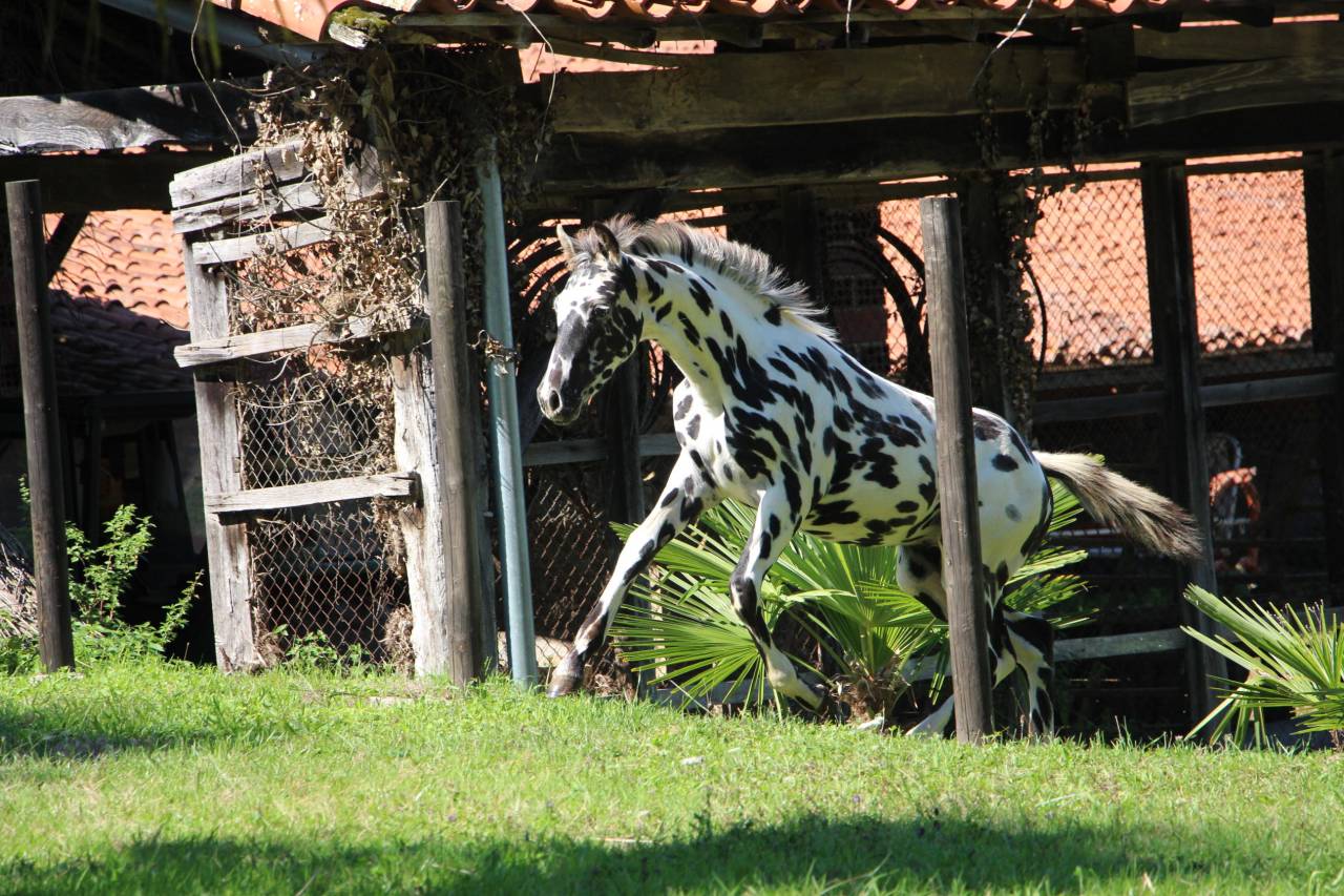 Colt Origin Recorded For sale 2025 Appaloosa