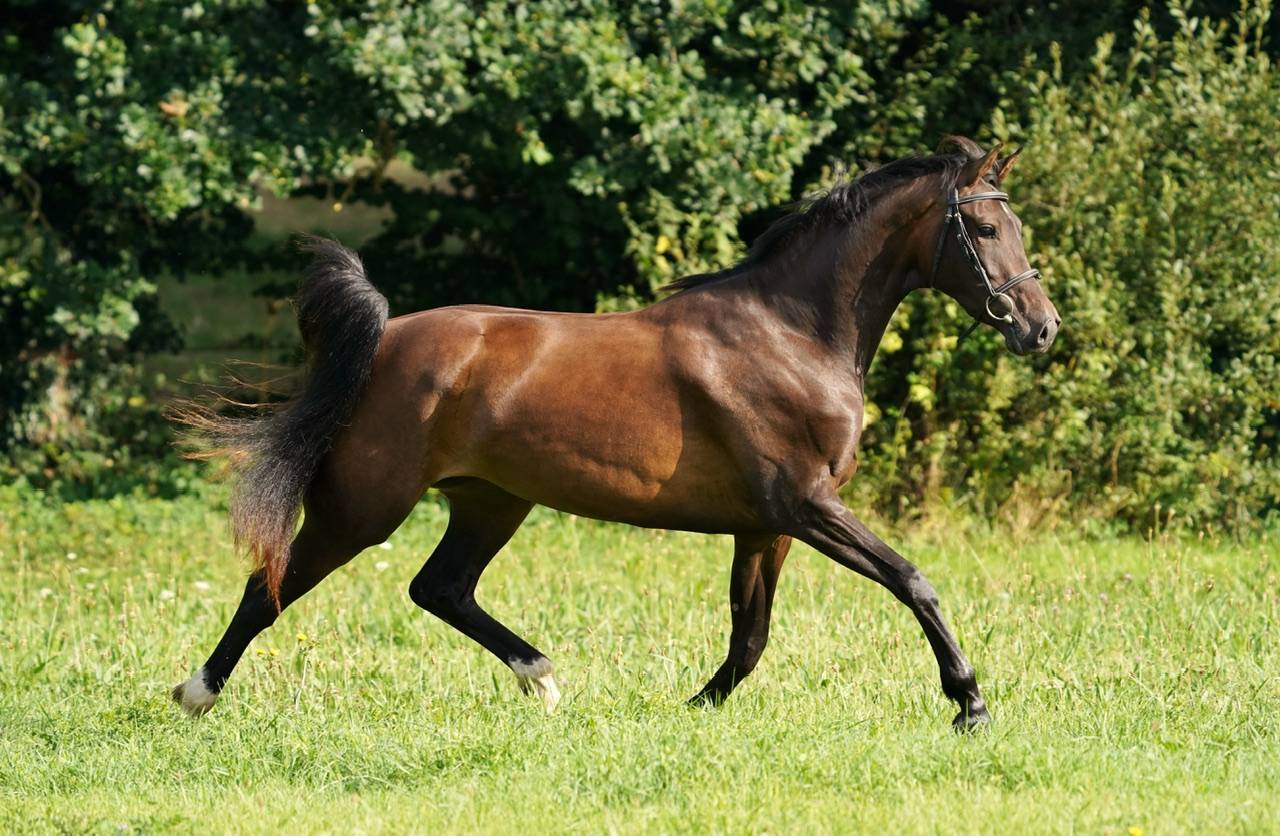 Mare Selle Français For sale 2022 Bay