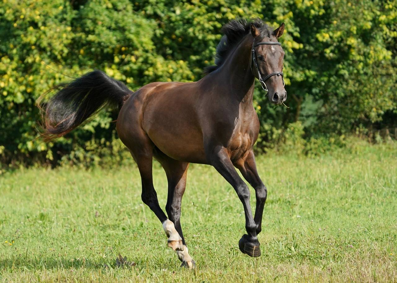 Mare Selle Français For sale 2022 Bay