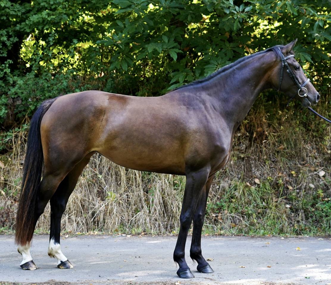 Mare Selle Français For sale 2022 Bay