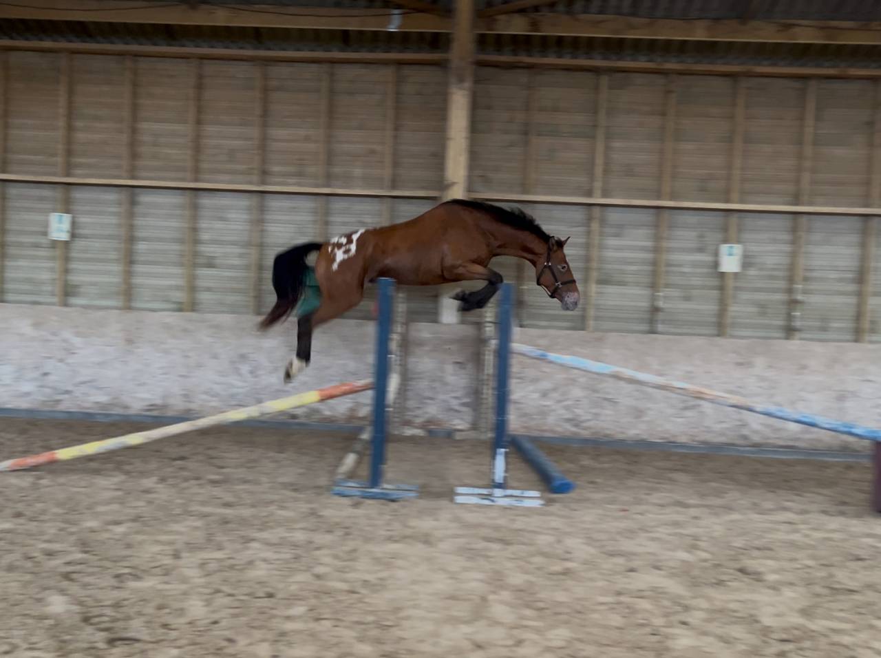 Gelding AES Anglo European Studbook For sale 2022 Other color