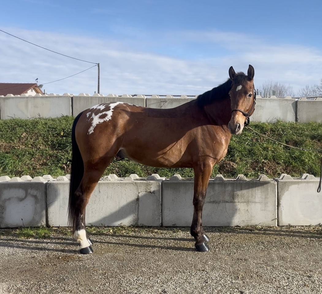 Gelding AES Anglo European Studbook For sale 2022 Other color