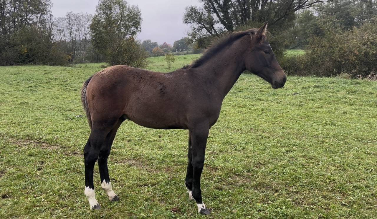 Colt Origin Recorded For sale 2025 Dark Bay