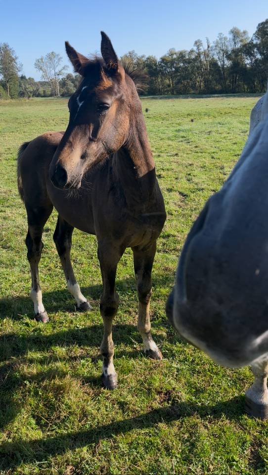 Colt Origin Recorded For sale 2025 Dark Bay