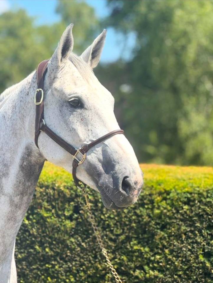 Gelding Zangersheide For sale 2015 Grey