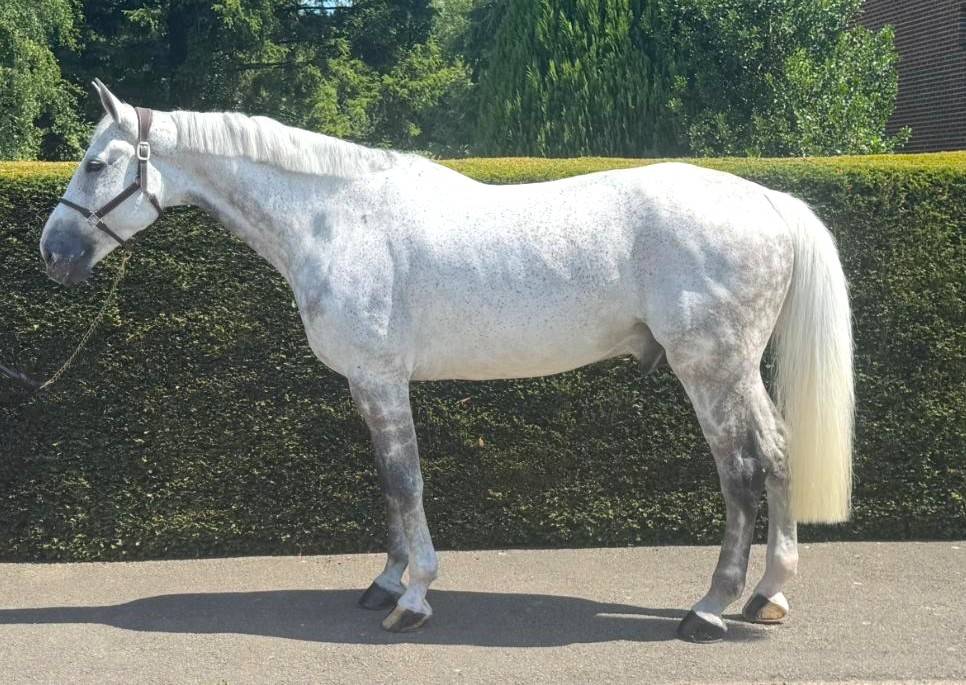 Gelding Zangersheide For sale 2015 Grey