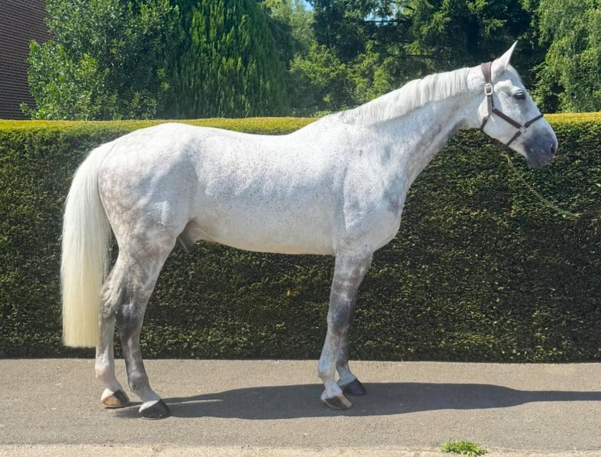 Gelding Zangersheide For sale 2015 Grey