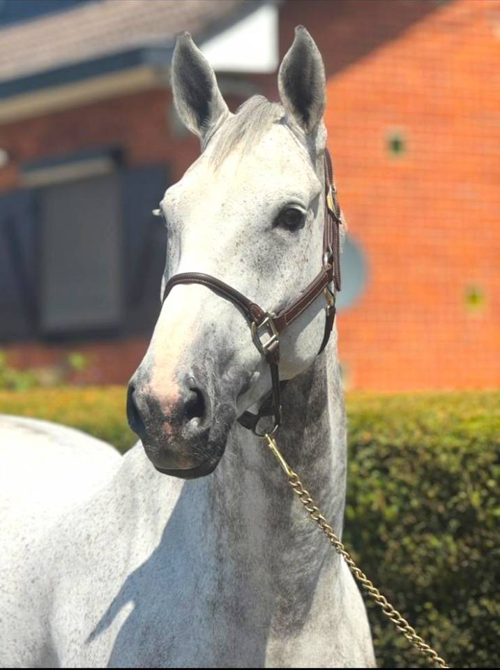 Gelding Zangersheide For sale 2015 Grey