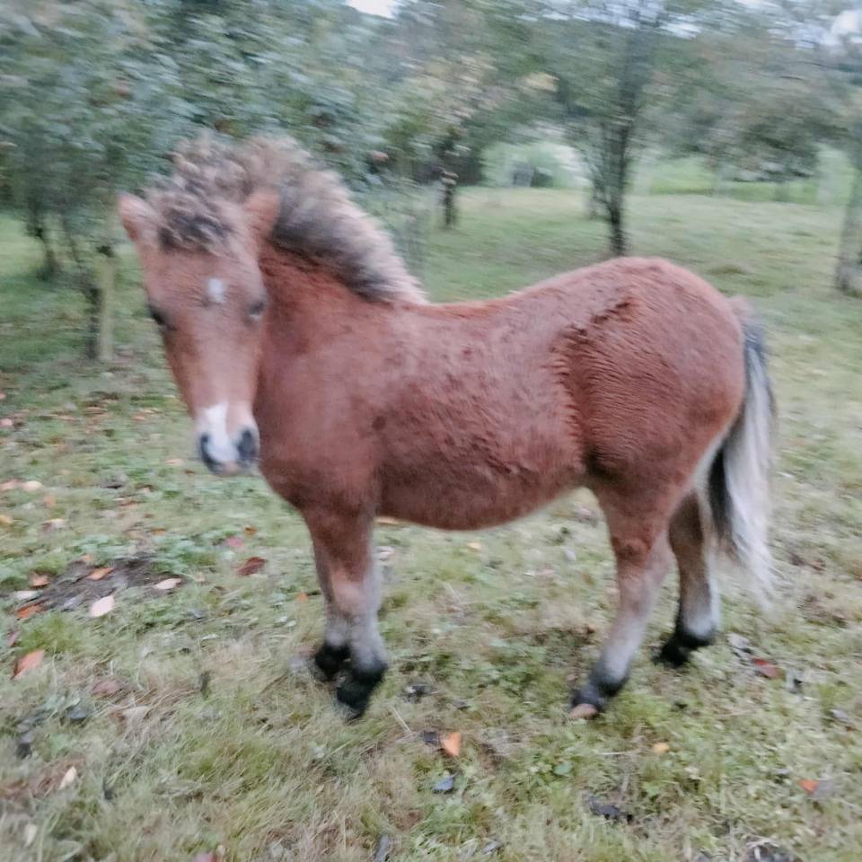 Colt No Origin Recorded For sale 2025 Bay