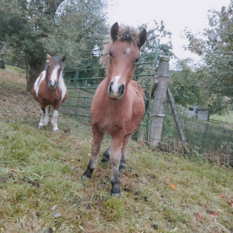 Colt No Origin Recorded For sale 2025 Bay