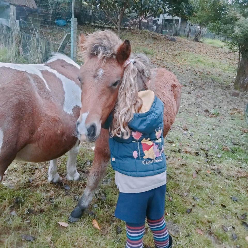 Colt No Origin Recorded For sale 2025 Bay