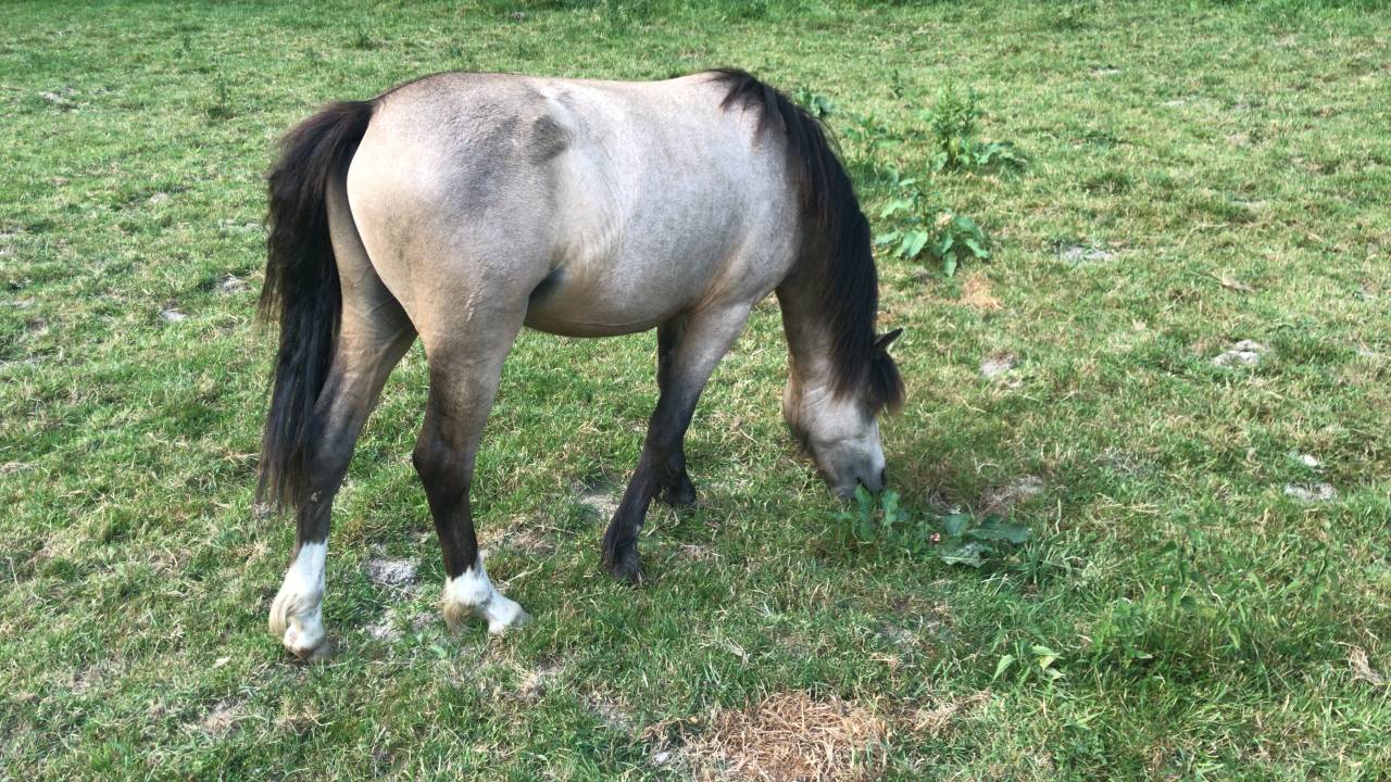 Devine Loki - Welsh Pony (Section A) 2020 by Quincy