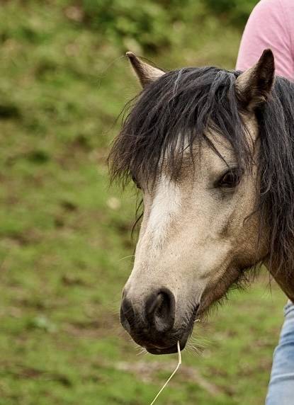 Devine Loki - Welsh Pony (Section A) 2020 by Quincy