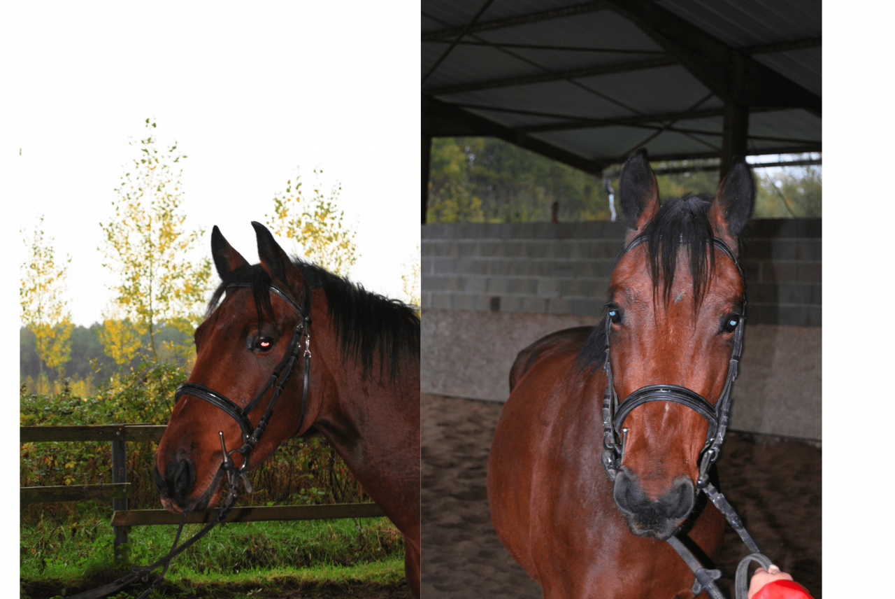 Gelding Selle Français For sale 2022 Bay