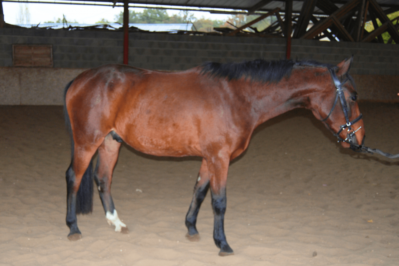 Gelding Selle Français For sale 2022 Bay