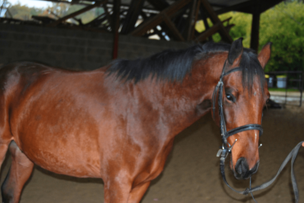Gelding Selle Français For sale 2022 Bay